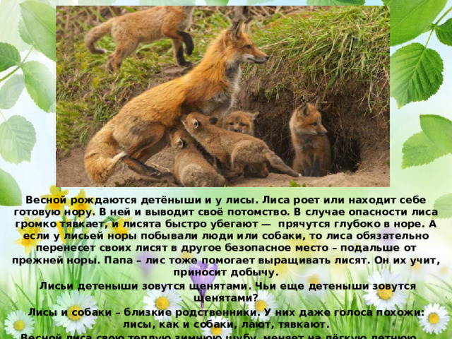 Весной рождаются детёныши и у лисы. Лиса роет или находит себе готовую нору. В ней и выводит своё потомство. В случае опасности лиса громко тявкает, и лисята быстро убегают — прячутся глубоко в норе. А если у лисьей норы побывали люди или собаки, то лиса обязательно перенесет своих лисят в другое безопасное место – подальше от прежней норы. Папа – лис тоже помогает выращивать лисят. Он их учит, приносит добычу.  Лисьи детеныши зовутся щенятами. Чьи еще детеныши зовутся щенятами? Лисы и собаки – близкие родственники. У них даже голоса похожи: лисы, как и собаки, лают, тявкают. Весной лиса свою теплую зимнюю шубу меняет на лёгкую летнюю.