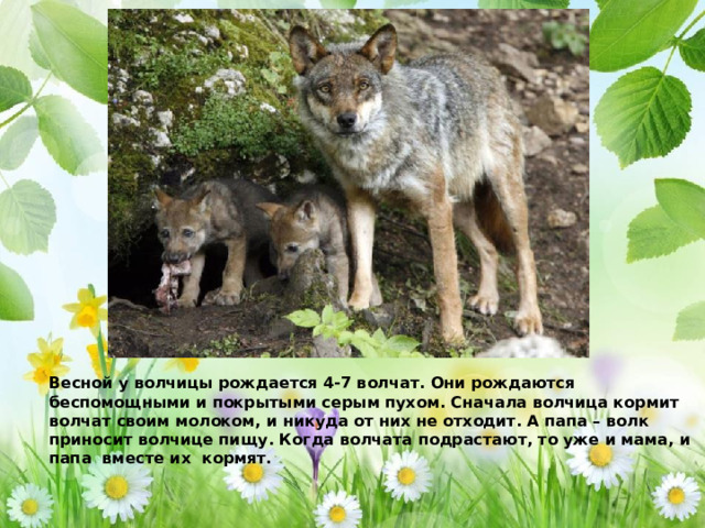 Весной у волчицы рождается 4-7 волчат. Они рождаются беспомощными и покрытыми серым пухом. Сначала волчица кормит волчат своим молоком, и никуда от них не отходит. А папа – волк приносит волчице пищу. Когда волчата подрастают, то уже и мама, и папа вместе их кормят.