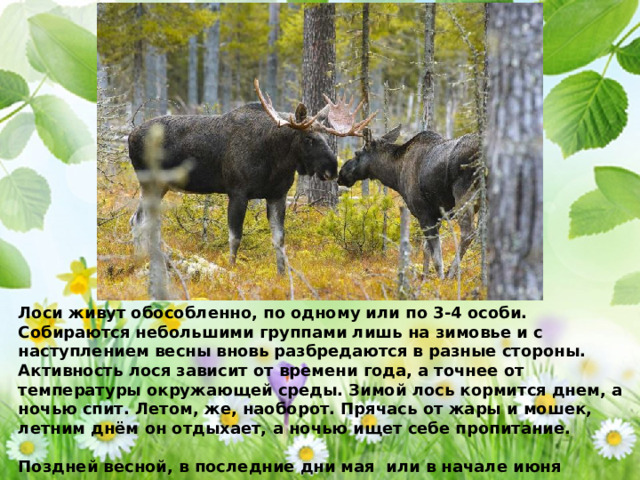 Лоси живут обособленно, по одному или по 3-4 особи. Собираются небольшими группами лишь на зимовье и с наступлением весны вновь разбредаются в разные стороны. Активность лося зависит от времени года, а точнее от температуры окружающей среды. Зимой лось кормится днем, а ночью спит. Летом, же, наоборот. Прячась от жары и мошек, летним днём он отдыхает, а ночью ищет себе пропитание.  Поздней весной, в последние дни мая или в начале июня лосиха рождает одного, реже двух лосят. Весят новорожденные в среднем 12-14 килограмм.
