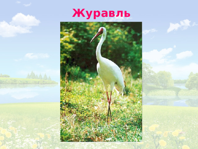 Журавль