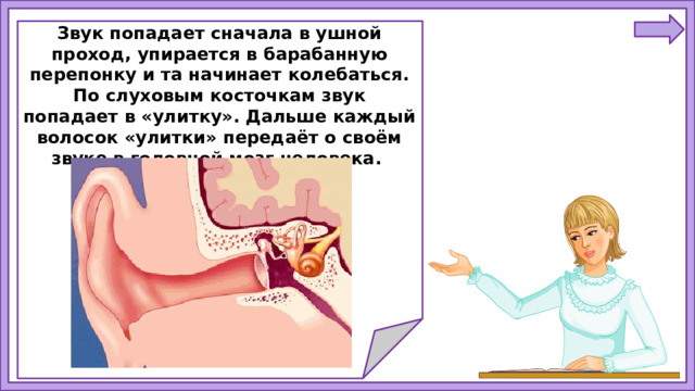 Звук попадает сначала в ушной проход, упирается в барабанную перепонку и та начинает колебаться. По слуховым косточкам звук попадает в «улитку». Дальше каждый волосок «улитки» передаёт о своём звуке в головной мозг человека.