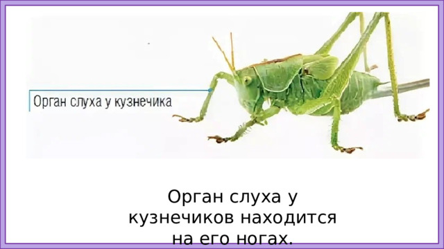 Орган слуха у кузнечиков находится на его ногах. 13
