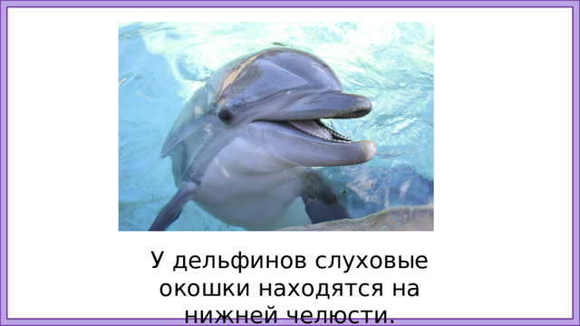 У дельфинов слуховые окошки находятся на нижней челюсти. 13