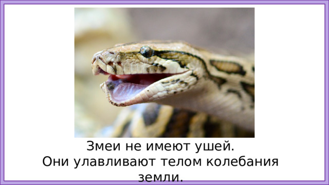 Змеи не имеют ушей. Они улавливают телом колебания земли. 13