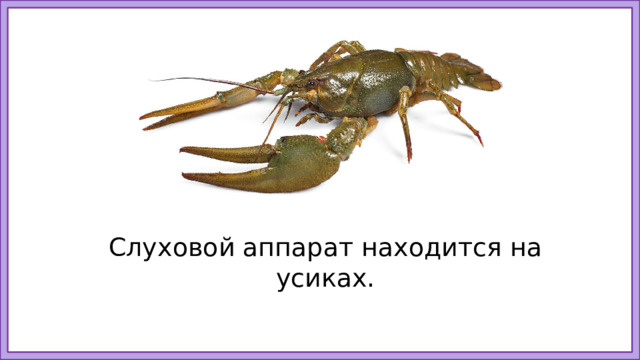 Слуховой аппарат находится на усиках. 13
