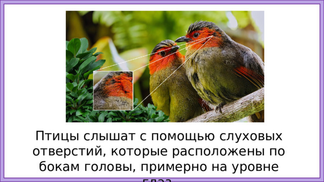 Птицы слышат с помощью слуховых отверстий, которые расположены по бокам головы, примерно на уровне глаз. 13