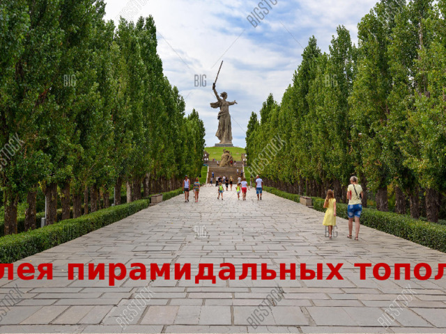 Аллея пирамидальных тополей