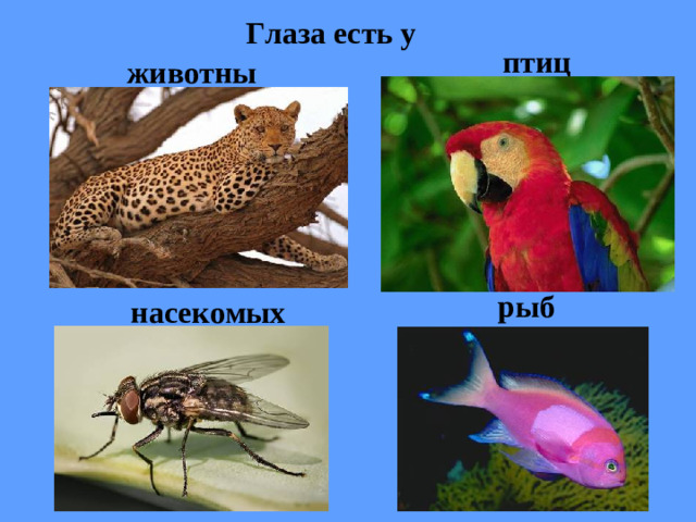 Глаза есть у птиц животных рыб насекомых