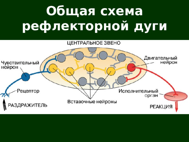 Общая схема рефлекторной дуги