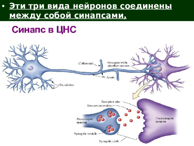 Эти три вида нейронов соединены между собой синапсами, находящимися в ЦНС.