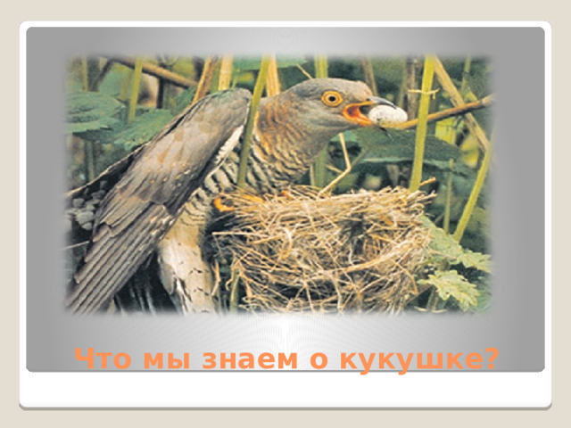 Что мы знаем о кукушке?