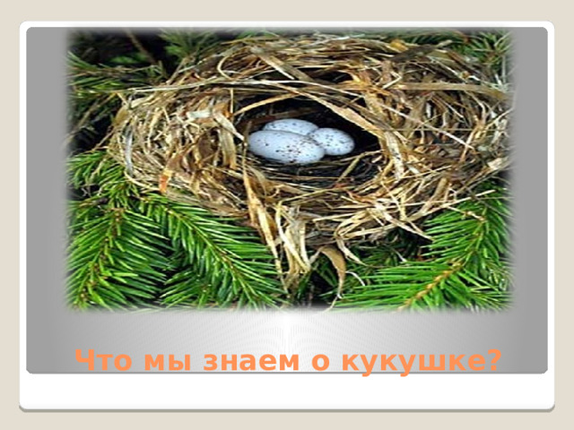 Что мы знаем о кукушке?