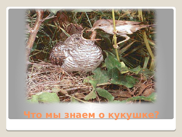 Что мы знаем о кукушке?