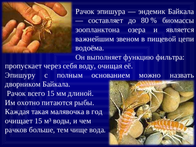 Рачок эпишура — эндемик Байкала — составляет до 80 % биомассы зоопланктона озера и является важнейшим звеном в пищевой цепи водоёма. Он выполняет функцию фильтра:  пропускает через себя воду, очищая её. Эпишуру с полным основанием можно назвать дворником Байкала.  Рачок всего 15 мм длиной. Им охотно питаются рыбы. Каждая такая малявочка в год очищает 15 м ³ воды, и чем рачков больше, тем чище вода .