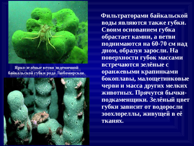 Фильтраторами байкальской воды являются также губки. Своим основанием губка обрастает камни, а ветви поднимаются на 60-70 см над дном, образуя заросли. На поверхности губок массами встречаются зелёные с оранжевыми крапинками бокоплавы, малощетинковые черви и масса других мелких животных. Прячутся бычки-подкаменщики. Зелёный цвет губки зависит от водоросли зоохлореллы, живущей в её тканях. Ярко-зелёные ветви эндемичной байкальской губки рода Любомирская.