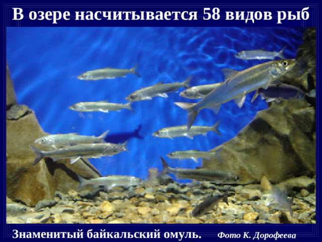 В озере насчитывается 58 видов рыб  Знаменитый байкальский омуль. Фото К. Дорофеева