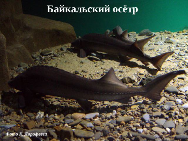 Байкальский осётр  Фото К. Дорофеева