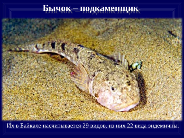 Бычок – подкаменщик  Их в Байкале насчитывается 29 видов, из них 22 вида эндемичны.