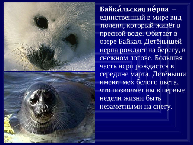 Байка́льская не́рпа – единственный в мире вид тюленя, который живёт в пресной воде. Обитает в озере Байкал. Детёнышей нерпа рождает на берегу, в снежном логове. Большая часть нерп рождается в середине марта. Детёныши имеют мех белого цвета, что позволяет им в первые недели жизни быть незаметными на снегу.