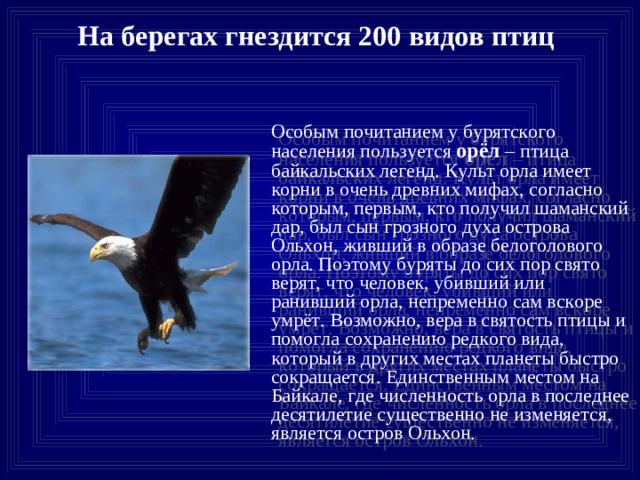 На берегах гнездится 200 видов птиц  Особым почитанием у бурятского населения пользуется орёл – птица байкальских легенд. Культ орла имеет корни в очень древних мифах, согласно которым, первым, кто получил шаманский дар, был сын грозного духа острова Ольхон, живший в образе белоголового орла. Поэтому буряты до сих пор свято верят, что человек, убивший или ранивший орла, непременно сам вскоре умрёт. Возможно, вера в святость птицы и помогла сохранению редкого вида, который в других местах планеты быстро сокращается. Единственным местом на Байкале, где численность орла в последнее десятилетие существенно не изменяется, является остров Ольхон.