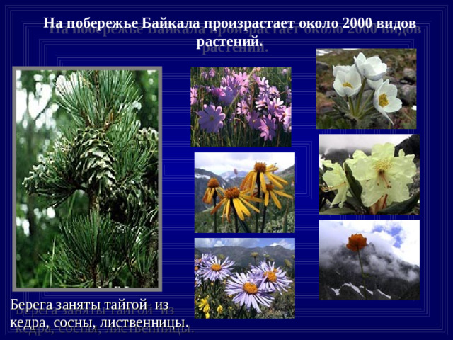 На побережье Байкала произрастает около 2000 видов  растений.  Берега заняты тайгой из кедра, сосны, лиственницы.