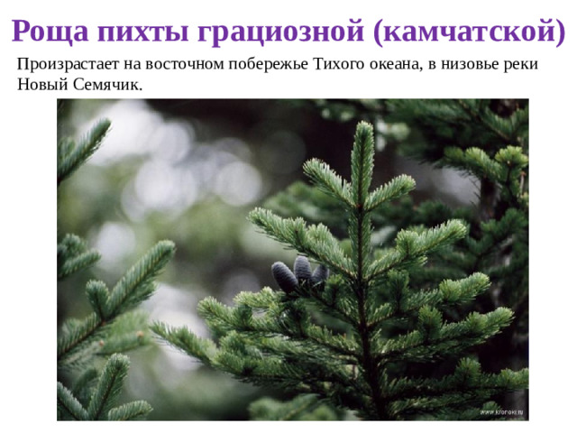 Роща пихты грациозной (камчатской) Произрастает на восточном побережье Тихого океана, в низовье реки Новый Семячик.