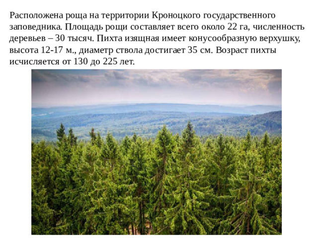Расположена роща на территории Кроноцкого государственного заповедника. Площадь рощи составляет всего около 22 га, численность деревьев – 30 тысяч. Пихта изящная имеет конусообразную верхушку, высота 12-17 м., диаметр ствола достигает 35 см. Возраст пихты исчисляется от 130 до 225 лет.