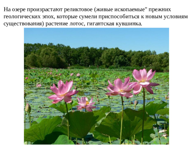 На озере произрастают реликтовое (живые ископаемые