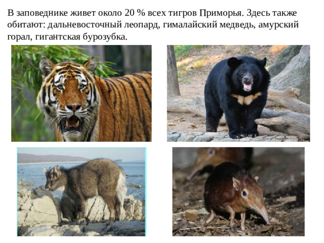 В заповеднике живет около 20 % всех тигров Приморья. Здесь также обитают: дальневосточный леопард, гималайский медведь, амурский горал, гигантская бурозубка.