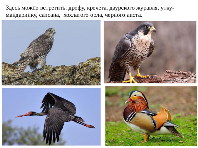Здесь можно встретить: дрофу, кречета, даурского журавля, утку-мандаринку, сапсана, хохлатого орла, черного аиста.