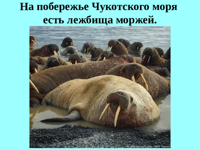 На побережье Чукотского моря  есть лежбища моржей.