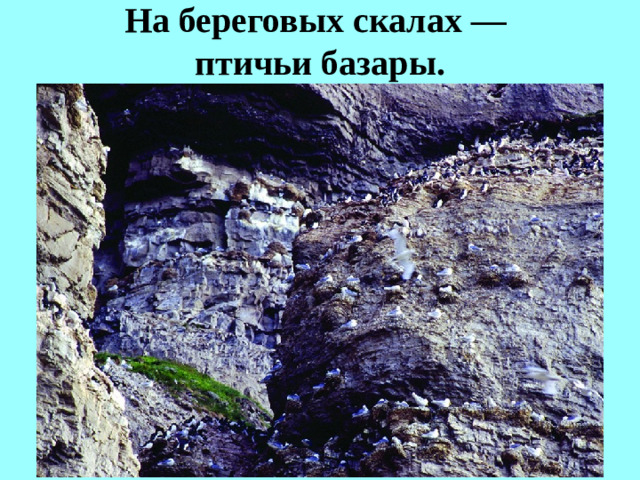 На береговых скалах —  птичьи базары.