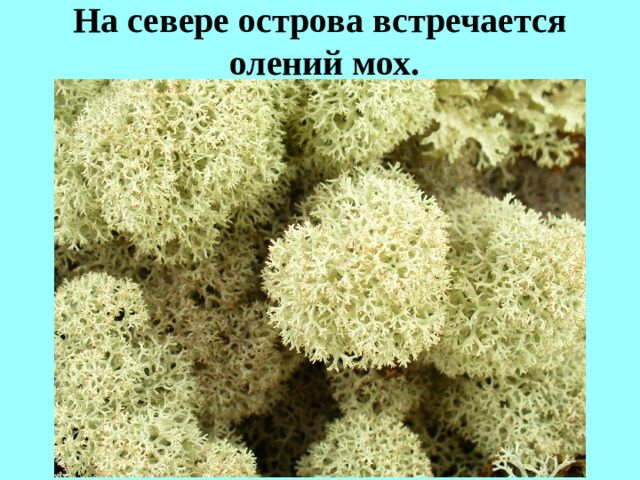 На севере острова встречается  олений мох.