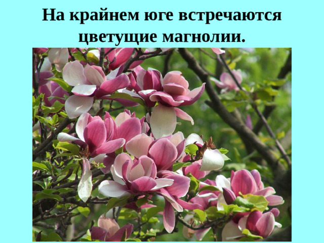На крайнем юге встречаются цветущие магнолии.