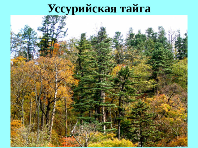 Уссурийская тайга