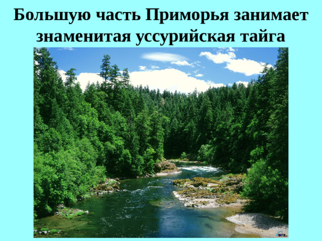 Большую часть Приморья занимает знаменитая уссурийская тайга