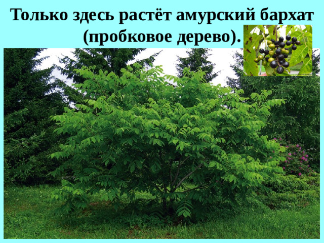 Только здесь растёт амурский бархат (пробковое дерево).
