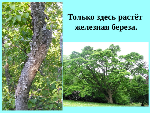 Только здесь растёт  железная береза.