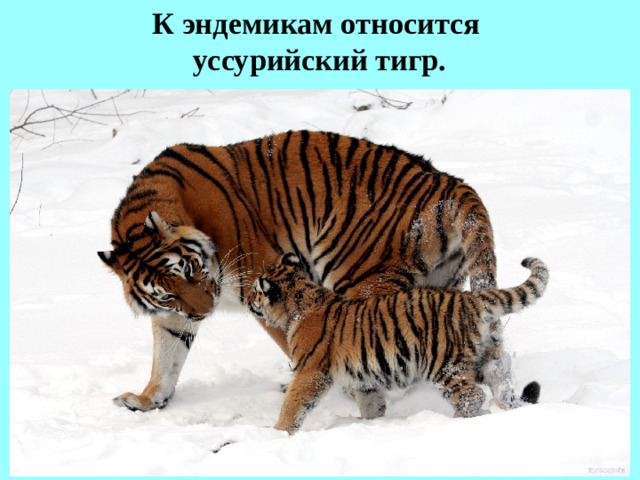 К эндемикам относится  уссурийский тигр.