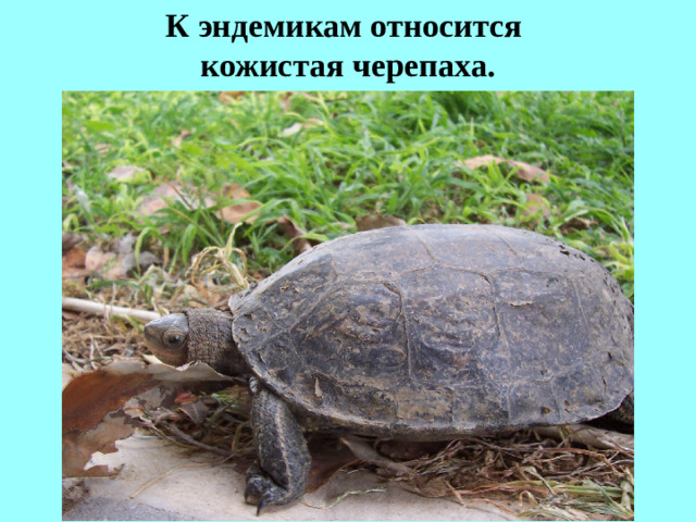 К эндемикам относится  кожистая черепаха.