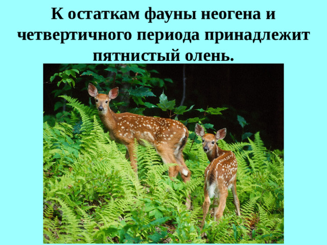 К остаткам фауны неогена и четвертичного периода принадлежит пятнистый олень.