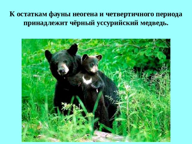 К остаткам фауны неогена и четвертичного периода принадлежит чёрный уссурийский медведь.