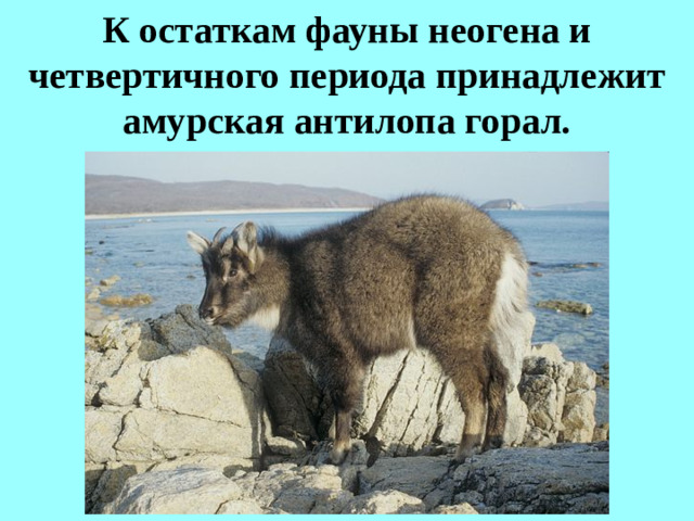 К остаткам фауны неогена и четвертичного периода принадлежит амурская антилопа горал.