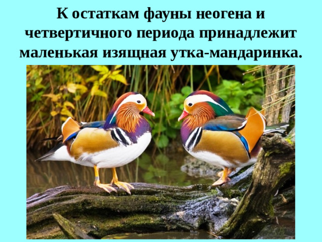К остаткам фауны неогена и четвертичного периода принадлежит маленькая изящная утка-мандаринка.