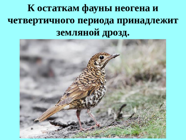 К остаткам фауны неогена и четвертичного периода принадлежит земляной дрозд.