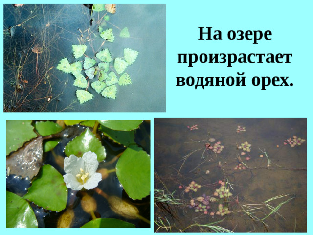 На озере произрастает водяной орех.