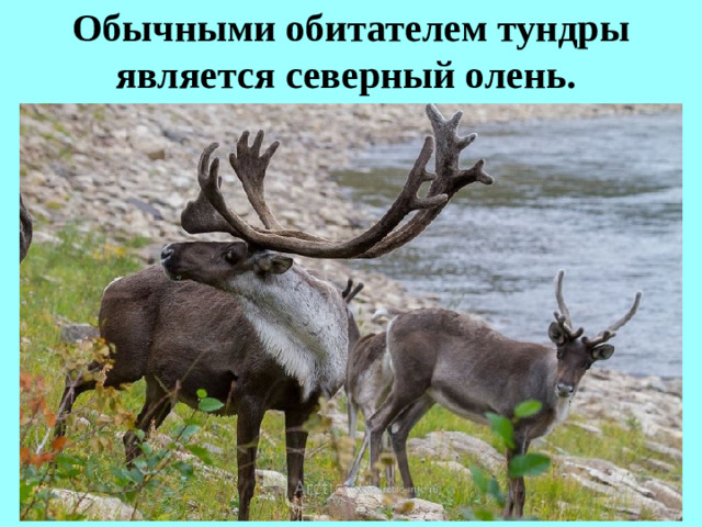 Обычными обитателем тундры является северный олень.