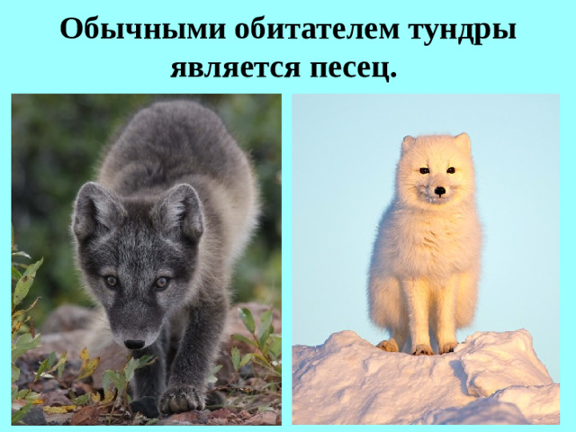 Обычными обитателем тундры является песец.