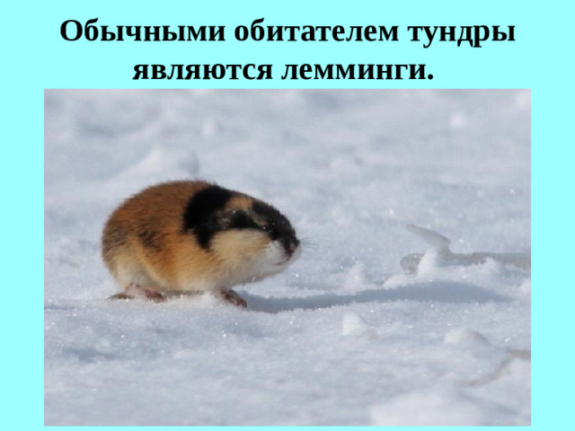 Обычными обитателем тундры являются лемминги.