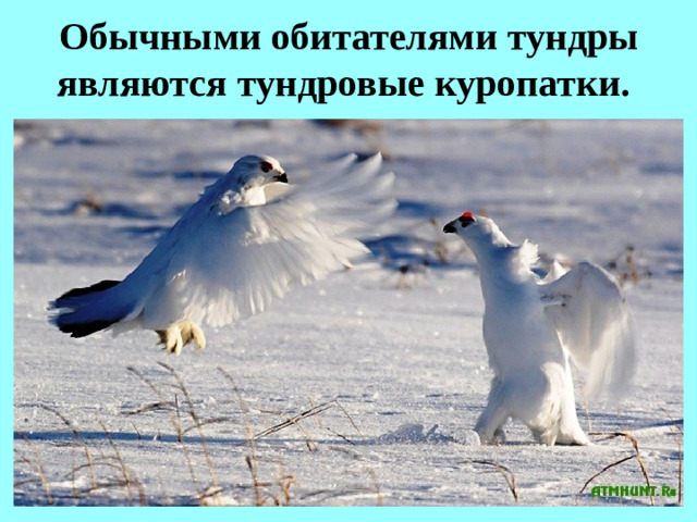 Обычными обитателями тундры являются тундровые куропатки.